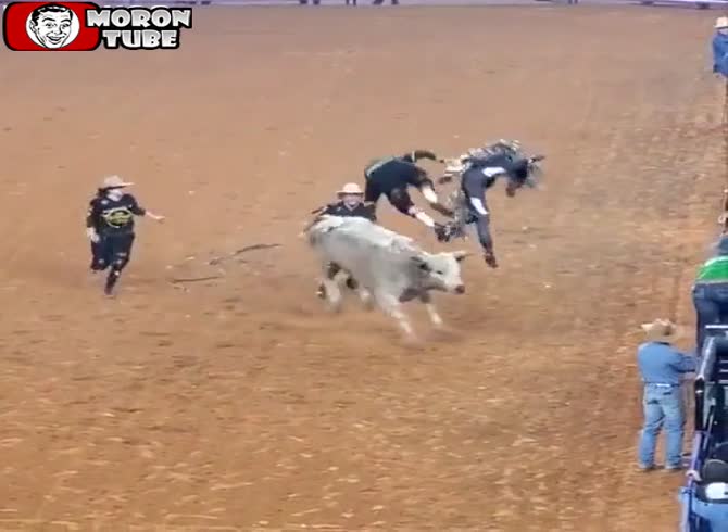 Video :This bull displays his weariness from rodeos